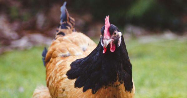 Coq au Vin Recipes French Chicken Stew