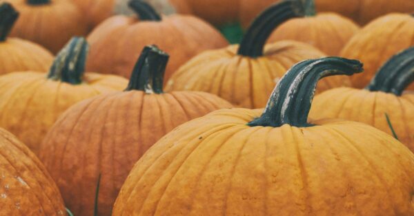 Apple Cider Recipes Fall’s Favorite Beverage