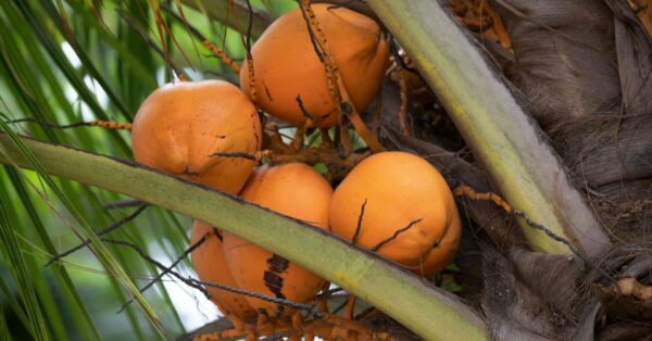 Tropical Fruit Recipes Taste the Tropics at Home